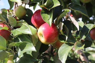 探秘中國十大柑橘鄉中國第一洲的生態傳奇與金色產業