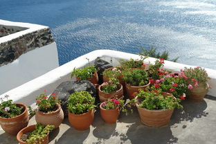 四季結(jié)果易種植！丑美人柑橘果樹苗盆栽新手陽臺庭院推薦