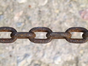 探秘新品種柑橘行情：市場動態與價格走勢深度解析