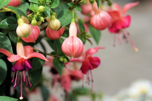 滿天紅柑橘品種缺點什么？深度解析這一熱門品種的種植短板與改良建議