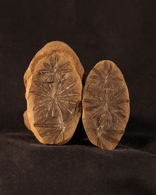 溯源千年演化：揭秘世界上最老柑橘品種的古老基因密碼