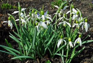 丑美人柑橘品種介紹(丑美人柑橘簡介)