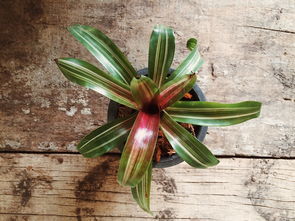 柑橘幼苗用什么肥料長最快？科學施肥促生長秘訣全解析