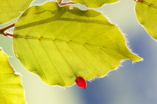 柑橘苗性價比高：精選優質品種，助您輕松實現高產實惠種植