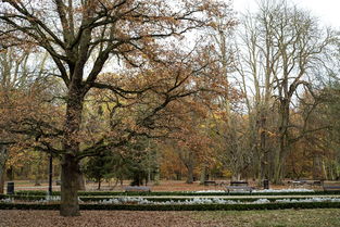 四川柑橘每年采摘時間全解析：氣候與品種如何影響最佳采收期