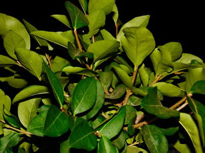 沃柑園視頻怎么拍（沃柑采摘圖片）