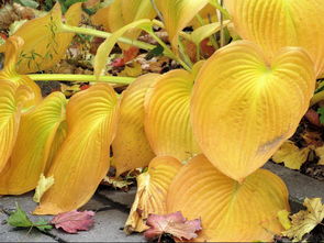 佛手柑葉子變黃怎么回事？常見原因與解決方法解析