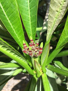 沃柑樹苗適合什么地方栽種？適宜區域與氣候條件全解析