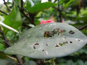 佛手柑怎么養開指？掌握這五大養護技巧讓果實自然分瓣