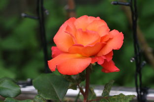 四川柑桔10斤特大果有多少個(gè)？新鮮現(xiàn)摘產(chǎn)地直發(fā)包郵到家，實(shí)際個(gè)數(shù)揭秘！