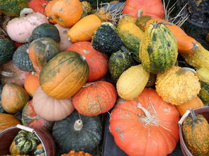 鮮甜爆汁！四川自產新鮮柑橘5斤現摘現發，果園直供限時特惠裝