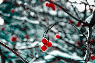 柑橘黃化宣傳詞：科學防治守護果園綠意盎然