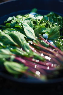 2022年有什么柑橘新品種？十大優質品種盤點與種植指南