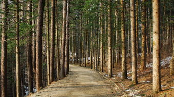 吉林有柑橘嗎？探秘東北地區柑橘種植的可能性與現狀