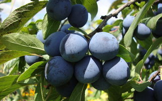 【當(dāng)季現(xiàn)摘】四川愛媛橙5斤新鮮柑橘 產(chǎn)地直發(fā) 爆汁酸甜 水果禮盒裝特惠