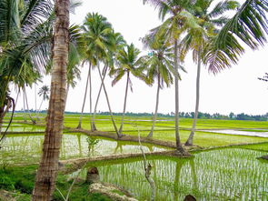 佛手柑怎么養(yǎng)出新枝條？修剪施肥三步技巧促生長(zhǎng)