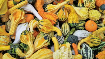 四川愛媛果凍橙新鮮采摘果園現(xiàn)摘現(xiàn)發(fā)，自然香甜果園直供當季鮮橙