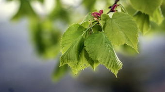 佛手柑樹彝族人：深山民族的傳統(tǒng)生態(tài)智慧與文化密碼