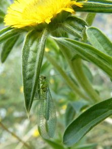 今年柑橘新品種有哪些？搶先了解最新品種特點與優勢！