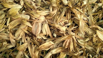 陳皮用什么柑橘比較好？推薦制作優(yōu)質(zhì)陳皮的品種選擇