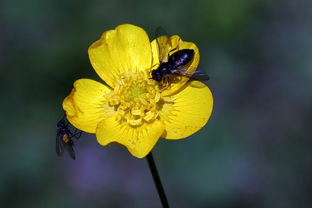 柑橘類果樹哪種耐寒性強(qiáng)？解析抗寒品種及其適栽區(qū)域