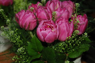 佛手柑葉子發黃掉落怎么辦？5大原因分析及補救技巧指南