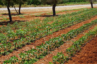 探秘四川好景1號柑橘種植基地：豐收畫卷中的現代農業新標桿