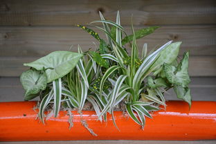 四川柑橘苗銷售信息：最新品種與優(yōu)質(zhì)苗圃供應(yīng)詳情