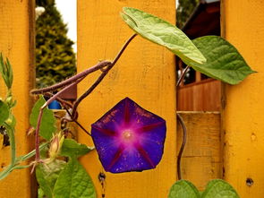 綠色佛手柑怎么放黃？三步教你正確催熟與保存技巧