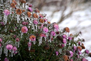 修剪沃柑視頻教學(xué)：手把手教你果樹修剪的正確方法與技巧