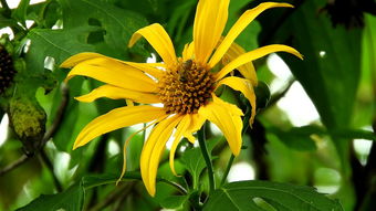 柑橘病蟲害視頻：高清實拍與科學防治方案解析