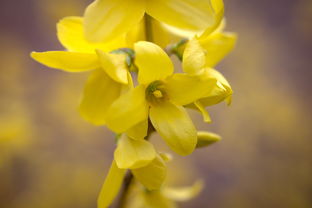 春見耙耙柑春見什么意思？揭秘名稱由來與當(dāng)季柑橘熱銷品種