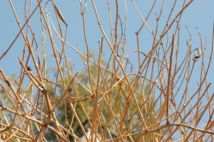 柑橘樹冬季可以施尿素嗎有毒嗎（柑橘樹冬天施肥有用嗎）