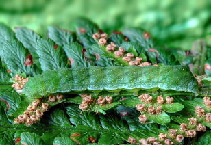 柑桔園除草劑有哪些？常見類型與安全使用指南解析