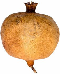 如何培育柑橘樹(shù)：從選苗到豐收的實(shí)用技巧與常見(jiàn)問(wèn)題解析