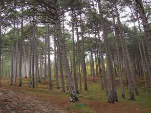 柑橘幼苗怎么養(yǎng)才能快長(zhǎng)大的五大高效培育技巧解析