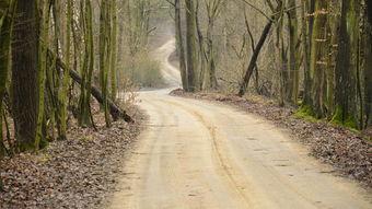 柑桔樹什么時候移栽最好？關鍵時間與技巧指南