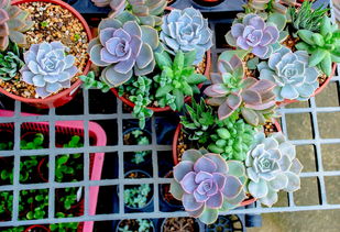 彭大姐柑桔收購用肥分享