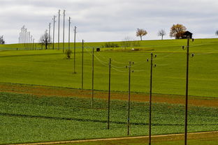 柑桔苗床用什么原木好？科學解析最佳木材選擇與防腐處理要點