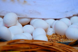 柑橘嫁接發(fā)芽后蔫怎么回事？解析新芽萎蔫的5大成因與防治方法