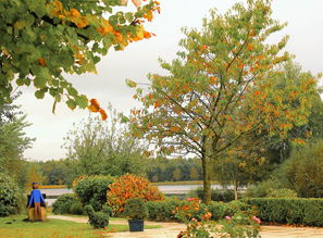 全面解析大雅柑與春見區(qū)別：栽培特性、口感差異及品種對比