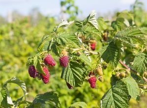 四川耙耙柑幾月開花結果？揭秘果實生長周期與收獲時節