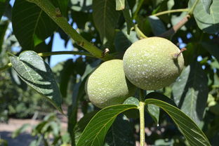 柑橘能嫁接什么樹?常見砧木選擇與嫁接技術詳解