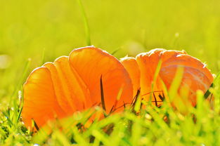 柑橘烏云講什么?深度解析其背后的隱喻與啟示