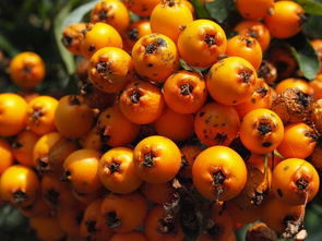 柑橘有創(chuàng)意名字靈感大爆發(fā):解鎖趣味命名寶典,讓水果品牌鮮活出圈!