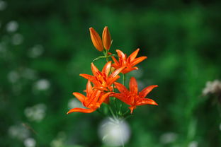 柑橘特早品種及優缺點全解析：特性、表現與栽培建議