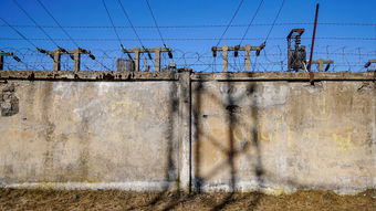 2024柑橘修剪技術全攻略:科學剪枝與高產果園管理要點