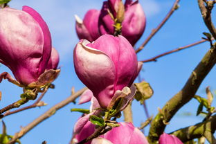 巴東椪柑多少錢一斤？2023當季鮮果產地直供價格速覽