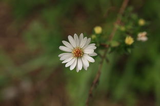 如何種出甜好看柑橘：從選苗到豐收的5大關鍵栽培技巧