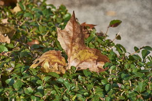 柑果分為幾種類型？全面解析不同柑果的形態特征與分類標準